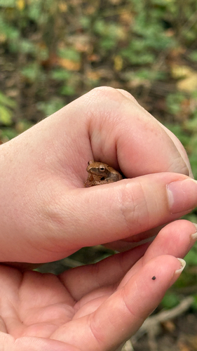 Spring Peeper