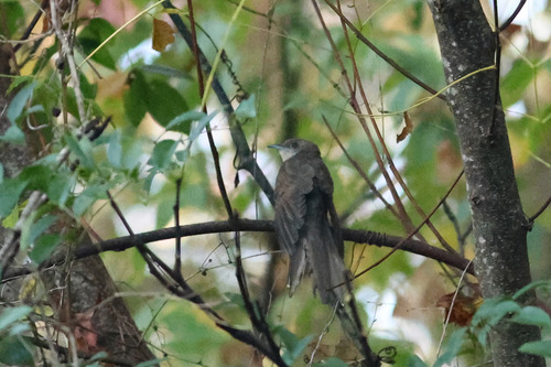 Black-billed Cuckoo observed by henicorhina