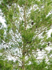 Pinus clausa