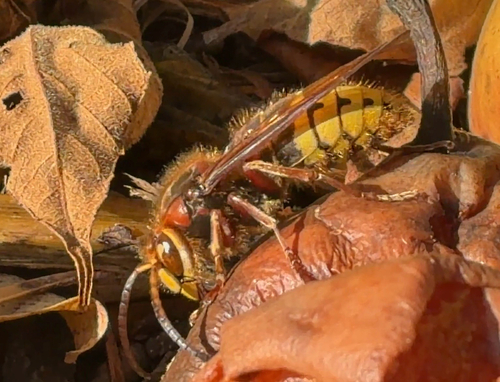 European Hornet