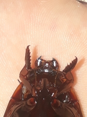 Megadytes lhermineri