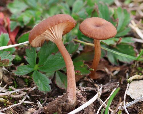 Omphalina pyxidata, 2026-10-13