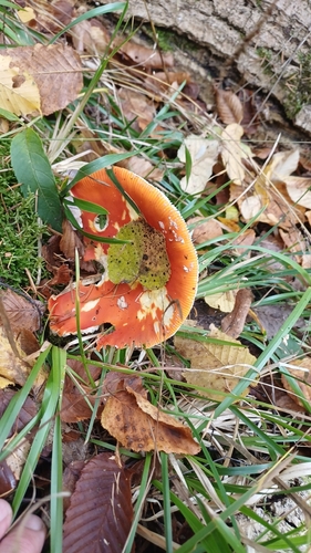 Fly Agaric
