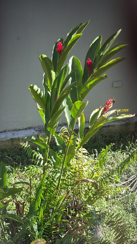 Red Ginger
