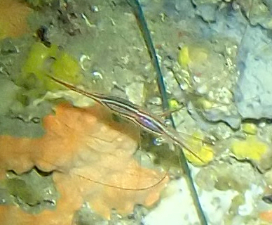 Parapandalus observed 2026-10-06