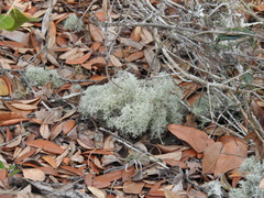 Cladonia evansii