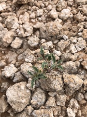 Acleisanthes diffusa