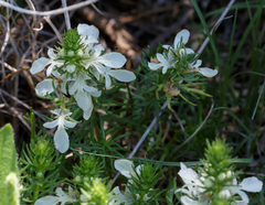 Teucrium laciniatum