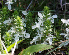 Teucrium laciniatum