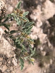 Acleisanthes diffusa