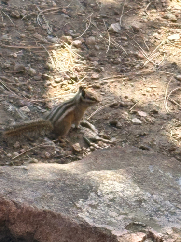 Colorado Chipmunk observed by mloay1