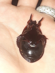 Megadytes lhermineri