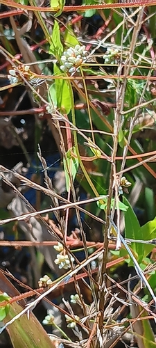 arrow-leaved tearthumb