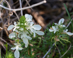 Teucrium laciniatum