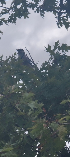 Blue Jay