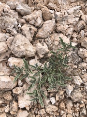 Acleisanthes diffusa