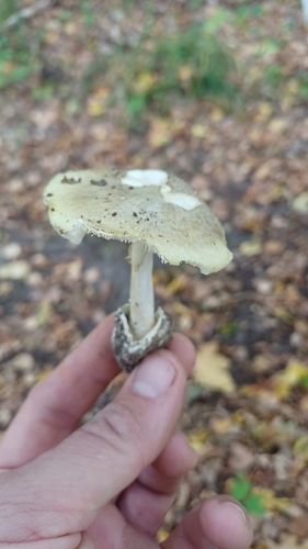Deathcap