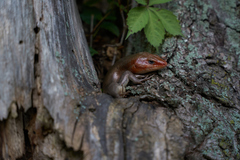 Plestiodon laticeps