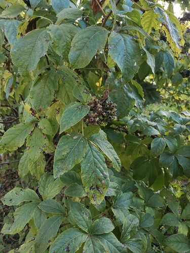 Eleutherococcus sessiliflorus, 2026-09-21