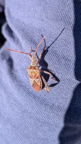 Western Conifer Seed Bug