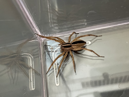 Dotted Wolf Spider