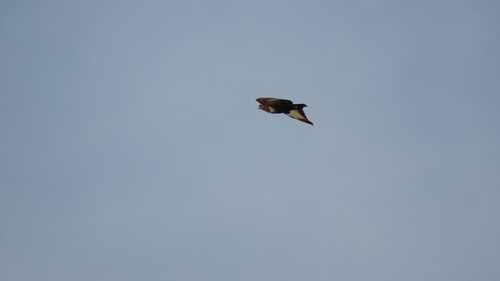 iNaturalist image