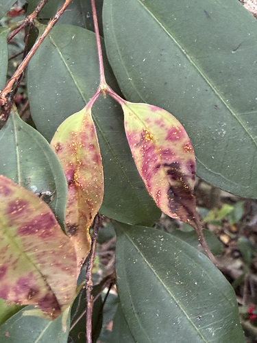 Rhodamnia maideniana, 2026-10-14