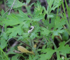 Ponometia erastrioides