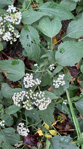 white snakeroot