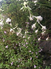 Delphinium carolinianum virescens