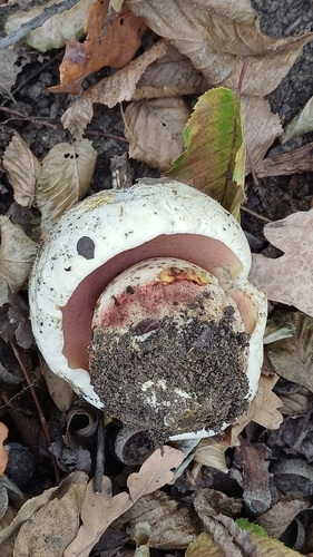 Devil's Bolete
