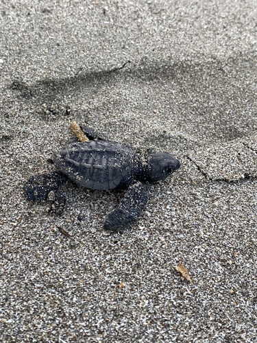 Lepidochelys olivacea observed 2026-10-15