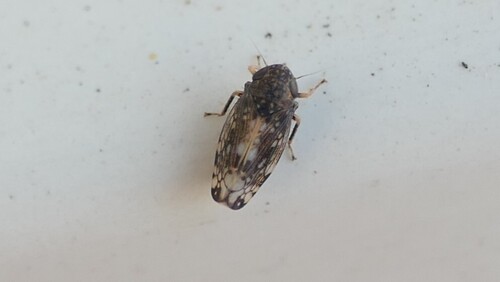Neoaliturus guttulatus