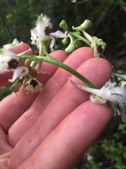 Delphinium carolinianum virescens
