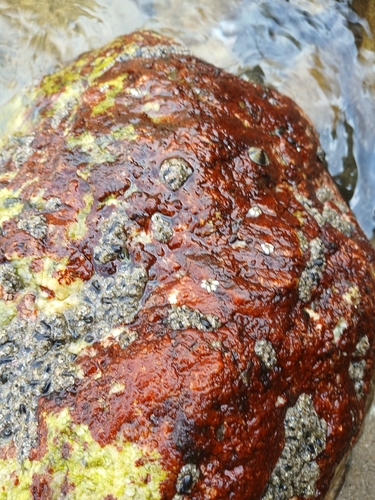 Hildenbrandia rubra observed 2026-10-15