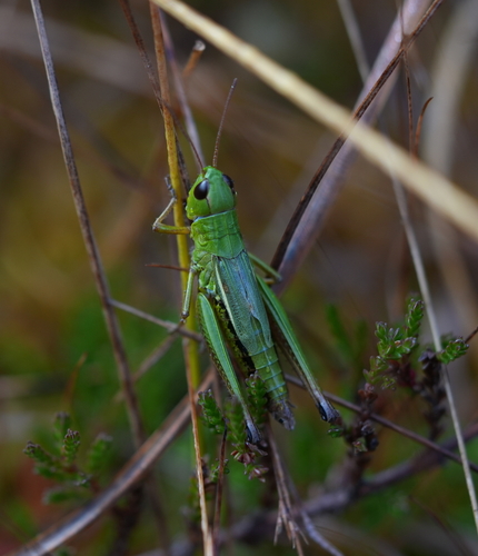 Chorthippus montanus observed 2026-10-15