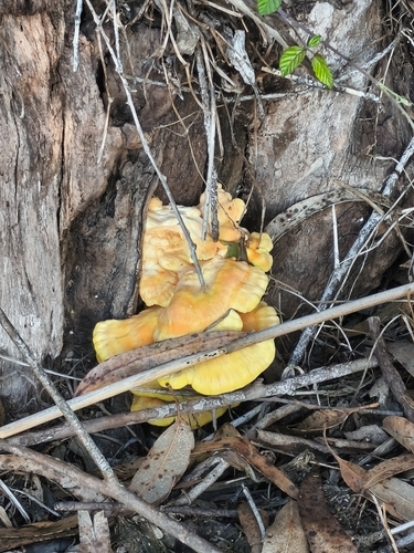 chicken of the woods