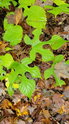 red mulberry