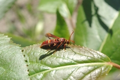 Paranthrene robiniae