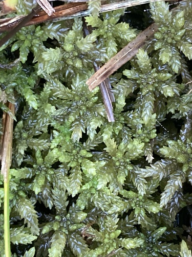 Sphagnum papillosum observed 2026-10-15