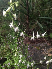 Delphinium carolinianum virescens