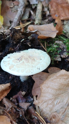 False Death-cap