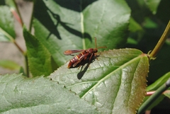 Paranthrene robiniae