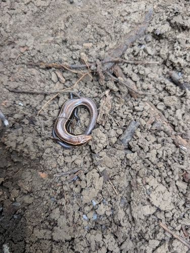 Common Five-lined Skink observed by sdjeremiahammons