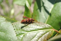 Paranthrene robiniae