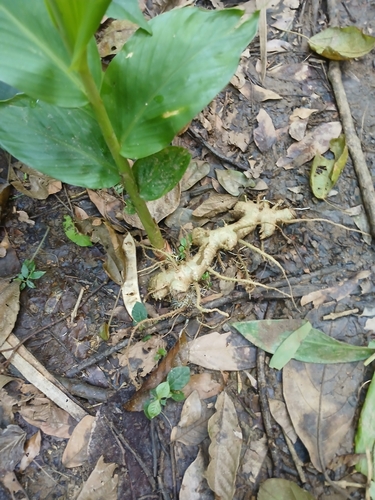 Curcuma longa observed 2026-10-15