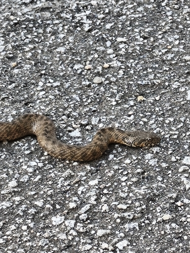 Viperine Snake