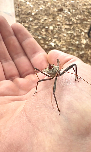 North American Wheel Bug