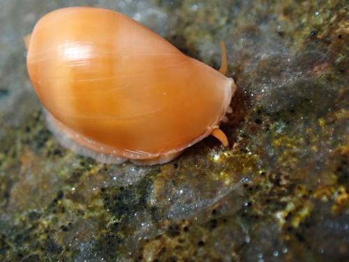 Neobernaya spadicea observed 2026-10-15