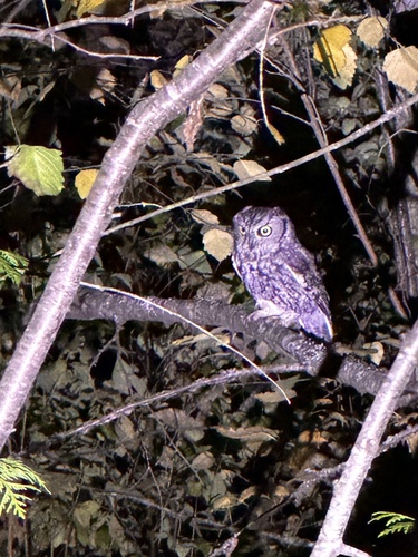 Western Screech-Owl observed by kalinocana